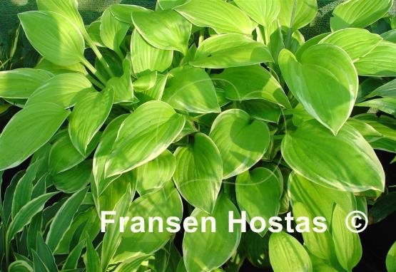 Hosta Moon Glow